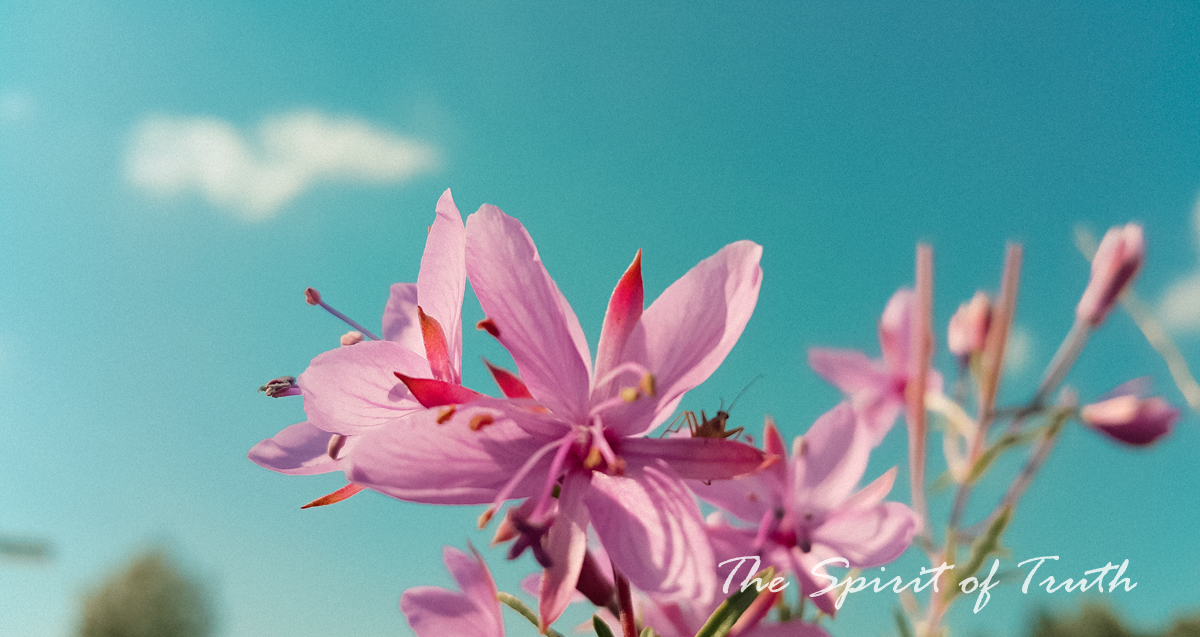 To sprout and bloom in the Lord – The Spirit of Truth